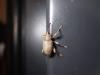 Curculio elephas